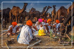 Pushkar (716) Fiera dei cammelli di Pushkar (Kartik Mela)