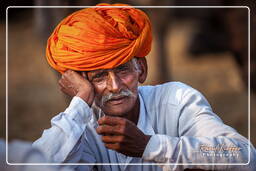 Pushkar Camel Fair (Kartik Mela), Pushkar (721)