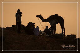 Pushkar (725) Pushkar Kamelmesse (Kartik Mela)