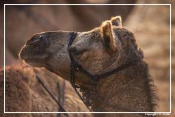 Pushkar (730) Foire aux chameaux de Pushkar (Kartik Mela)