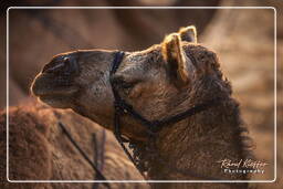 Pushkar Camel Fair (Kartik Mela), Pushkar (730)