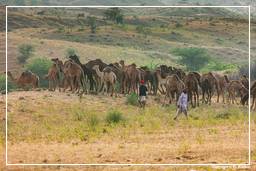 Pushkar (735) Feria de camellos de Pushkar (Kartik Mela)