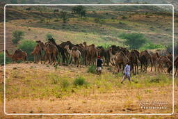 Pushkar (735) Pushkar Kamelmesse (Kartik Mela)