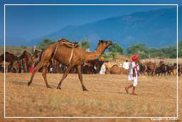 Pushkar (737) Feria de camellos de Pushkar (Kartik Mela)