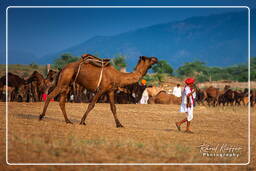 Pushkar (737) Pushkar Camel Fair (Kartik Mela)