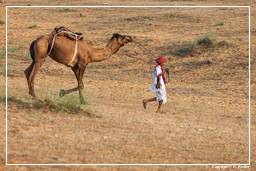 Pushkar (741) Foire aux chameaux de Pushkar (Kartik Mela)