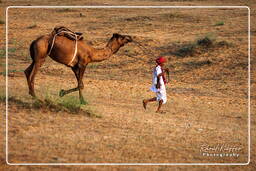 Pushkar (741) Foire aux chameaux de Pushkar (Kartik Mela)