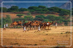 Pushkar Camel Fair (Kartik Mela), Pushkar (743)
