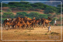Pushkar Camel Fair (Kartik Mela), Pushkar (747)