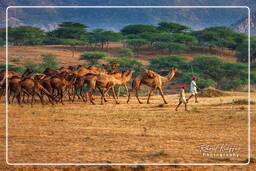 Pushkar (750) Pushkar Kamelmesse (Kartik Mela)