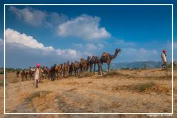 Pushkar (758) Foire aux chameaux de Pushkar (Kartik Mela)