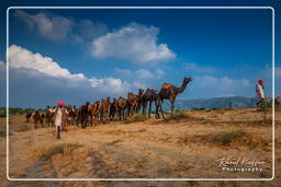 Pushkar (758) Pushkar Kamelmesse (Kartik Mela)