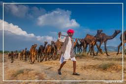Pushkar (759) Feria de camellos de Pushkar (Kartik Mela)