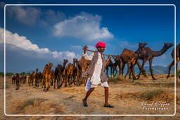 Pushkar (759) Fiera dei cammelli di Pushkar (Kartik Mela)