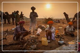 Pushkar Camel Fair (Kartik Mela), Pushkar (771)