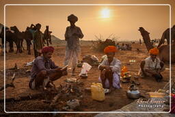 Pushkar (771) Pushkar Camel Fair (Kartik Mela)