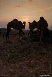 Pushkar (805) Feria de camellos de Pushkar (Kartik Mela)