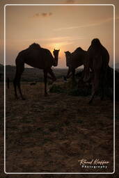 Pushkar (805) Feria de camellos de Pushkar (Kartik Mela)