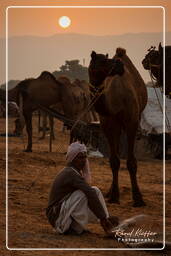 Pushkar (849) Foire aux chameaux de Pushkar (Kartik Mela)