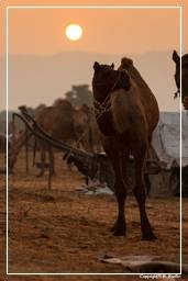 Pushkar (853) Foire aux chameaux de Pushkar (Kartik Mela)