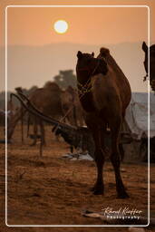 Pushkar (853) Pushkar Kamelmesse (Kartik Mela)