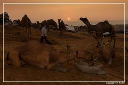 Pushkar (856) Feria de camellos de Pushkar (Kartik Mela)