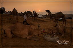 Pushkar Camel Fair (Kartik Mela), Pushkar (856)