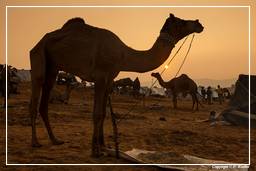 Pushkar (875) Feria de camellos de Pushkar (Kartik Mela)