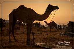 Pushkar Camel Fair (Kartik Mela), Pushkar (875)