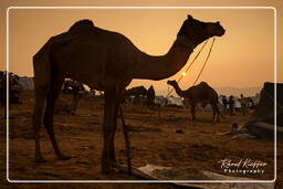 Pushkar (875) Pushkar Kamelmesse (Kartik Mela)