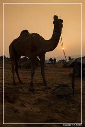 Pushkar (879) Feria de camellos de Pushkar (Kartik Mela)