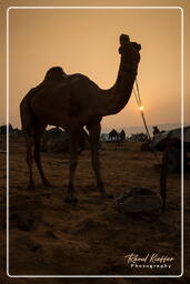 Pushkar (879) Feria de camellos de Pushkar (Kartik Mela)