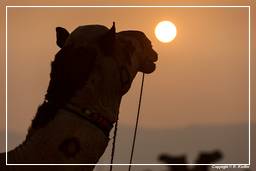 Pushkar (886) Fiera dei cammelli di Pushkar (Kartik Mela)