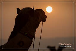 Pushkar (886) Pushkar Kamelmesse (Kartik Mela)