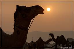 Pushkar (894) Foire aux chameaux de Pushkar (Kartik Mela)