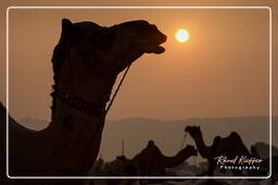Pushkar Camel Fair (Kartik Mela), Pushkar (894)