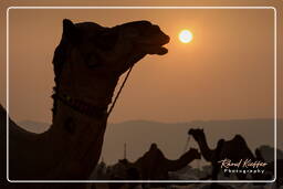 Pushkar (894) Pushkar Kamelmesse (Kartik Mela)