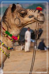 Pushkar (919) Feria de camellos de Pushkar (Kartik Mela)