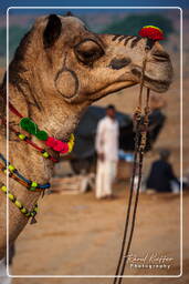 Pushkar Camel Fair (Kartik Mela), Pushkar (919)