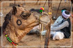 Pushkar (939) Feria de camellos de Pushkar (Kartik Mela)