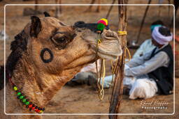 Pushkar (939) Foire aux chameaux de Pushkar (Kartik Mela)