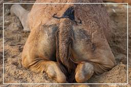 Pushkar (950) Foire aux chameaux de Pushkar (Kartik Mela)