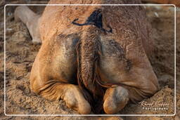 Pushkar Camel Fair (Kartik Mela), Pushkar (950)