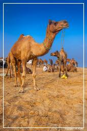 Pushkar (959) Feria de camellos de Pushkar (Kartik Mela)