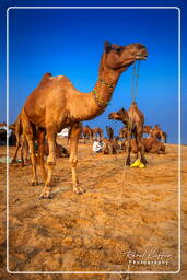 Pushkar (959) Feira de camelos de Pushkar (Kartik Mela)