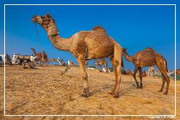 Pushkar (972) Feira de camelos de Pushkar (Kartik Mela)
