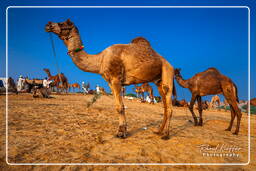 Pushkar (972) Fiera dei cammelli di Pushkar (Kartik Mela)