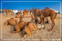 Pushkar (987) Fiera dei cammelli di Pushkar (Kartik Mela)
