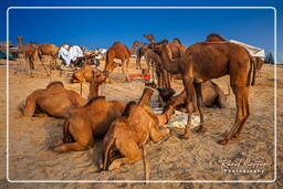 Pushkar (987) Pushkar Kamelmesse (Kartik Mela)