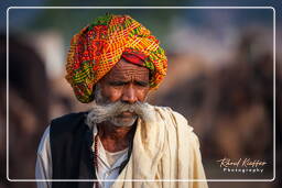 Pushkar (993) Fiera dei cammelli di Pushkar (Kartik Mela)